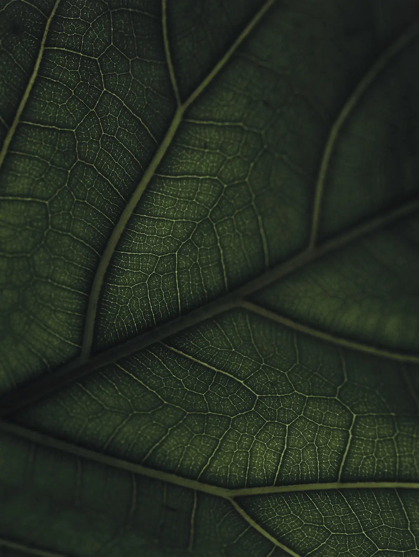GREEN HOME