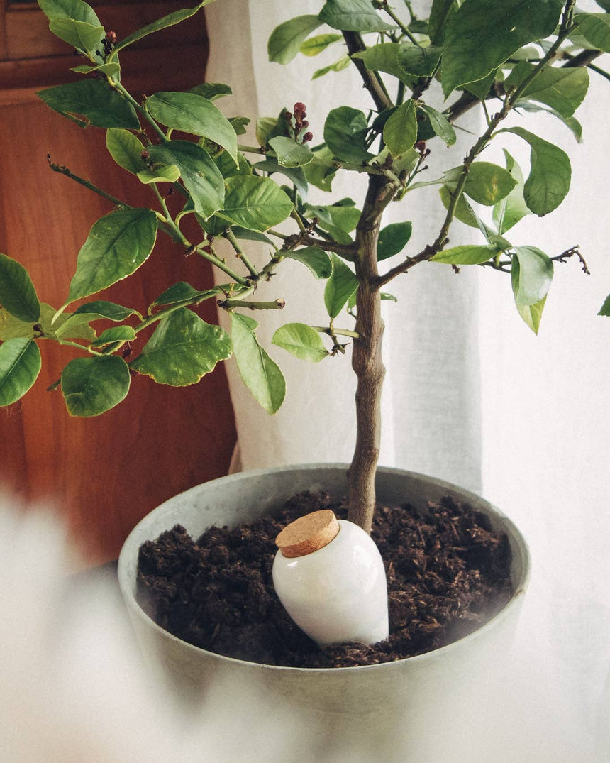 OLLA AUTOIRRIGANTE VERDE