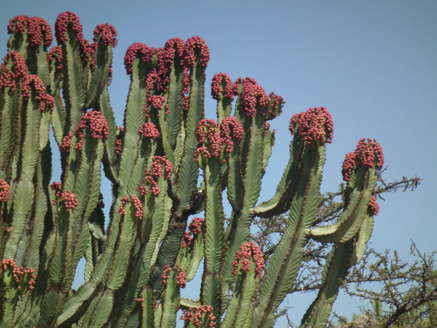 EUPHORBIA ERITREA