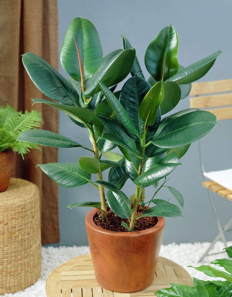 FICUS ELASTICA