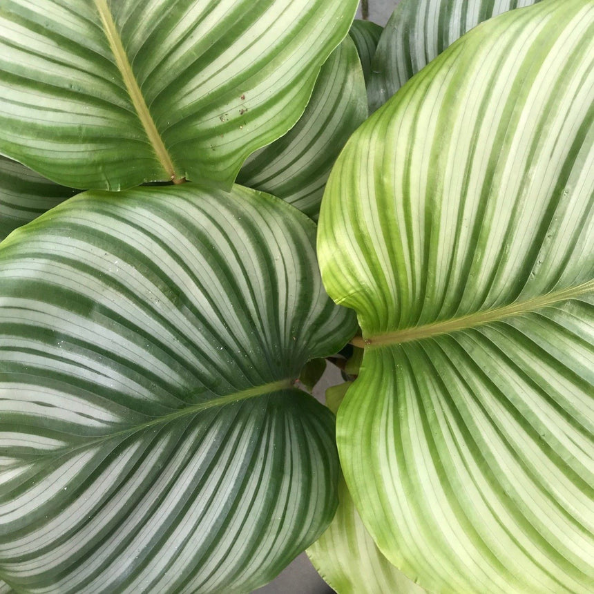 CALATHEA ORBIFOLIA