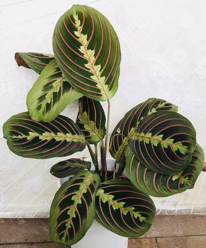 MARANTA LEUCONERA