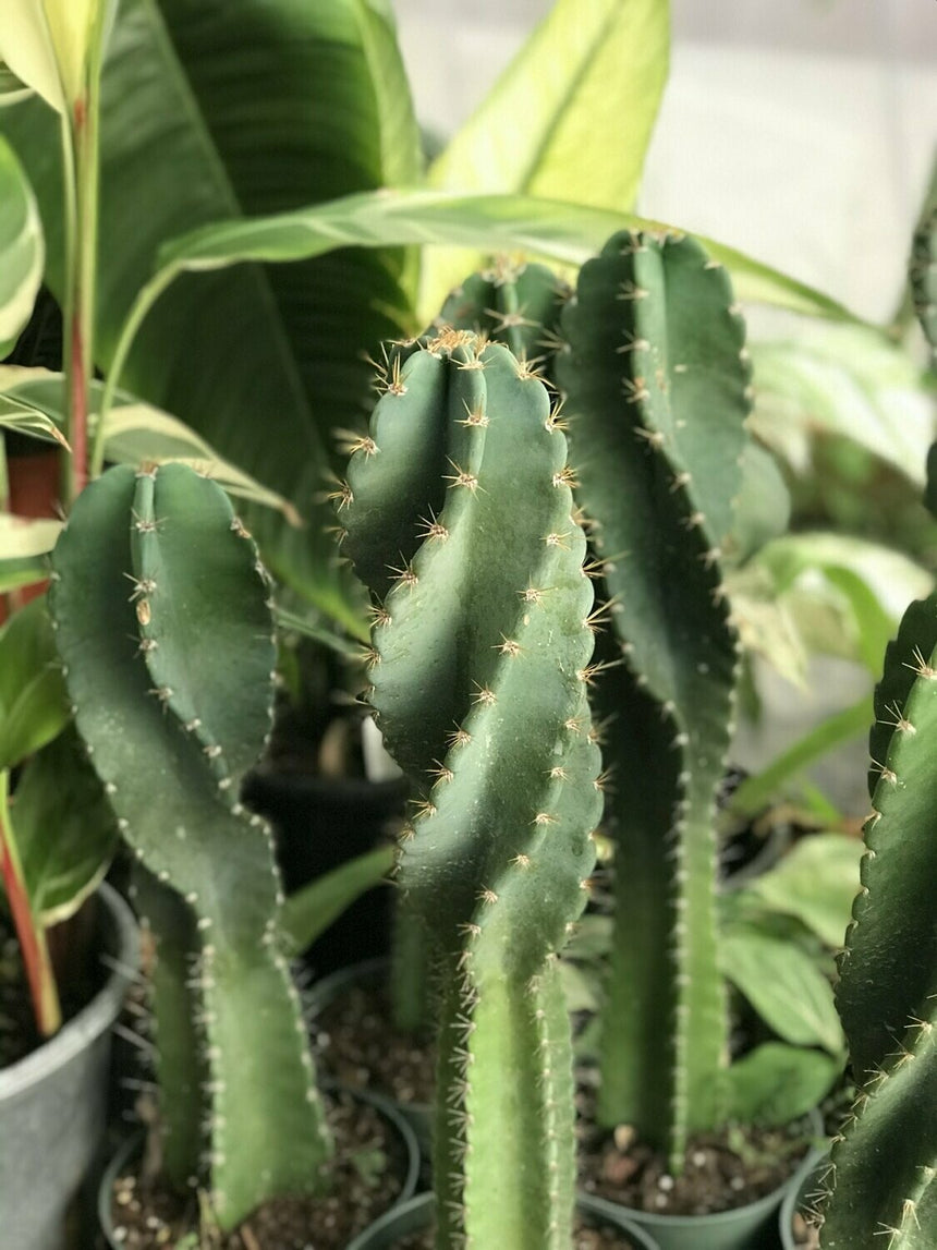 CEREUS SPIRALIS