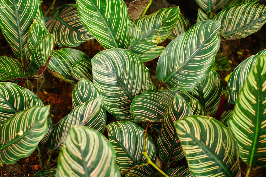 MARANTA LEUCONERA