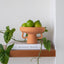 VASO PORTAFRUTTA IN TERRACOTTA