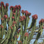 EUPHORBIA ERITREA