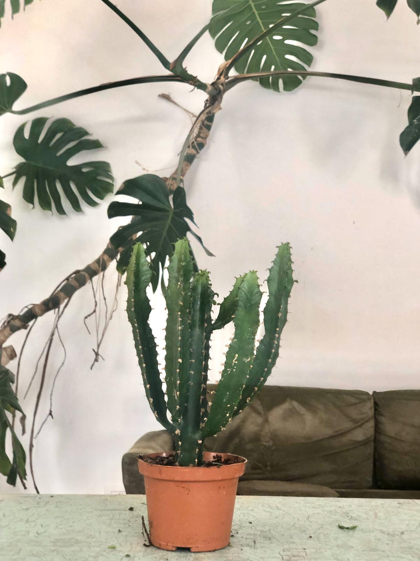 Succulenta grande