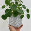 PILEA