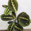 MARANTA LEUCONERA