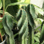 CEREUS SPIRALIS